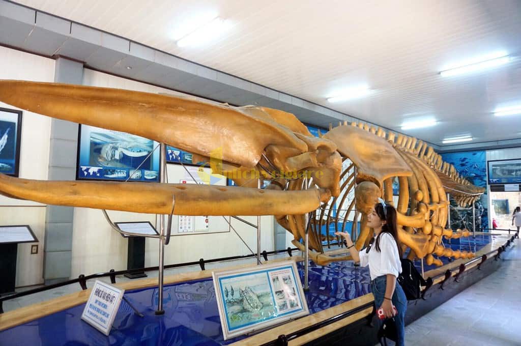 National Oceanographic Museum features a huge skeleton of a humpback whale